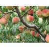 供應(yīng)晚熟桃金秋晚熟紅蜜桃、桃樹苗、桃樹苗新品種