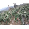 廣州番禺力恒火龍果場供應商