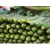 價(jià)位合理的黃瓜供應(yīng)盡在田潤種植產(chǎn)銷合作社 供應(yīng)黃瓜價(jià)格