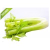 芹菜價(jià)格多少錢，眾合芹菜售貨點(diǎn)——芹菜批發(fā)