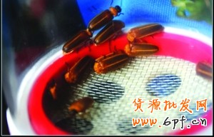 七夕新玩法:網(wǎng)購(gòu)“活體螢火蟲(chóng)”