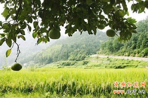 淘寶