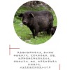 禧德農(nóng)業(yè)甜水河谷藏香豬